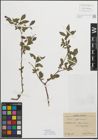 Foto von Salix myrsinifolia Salisb.